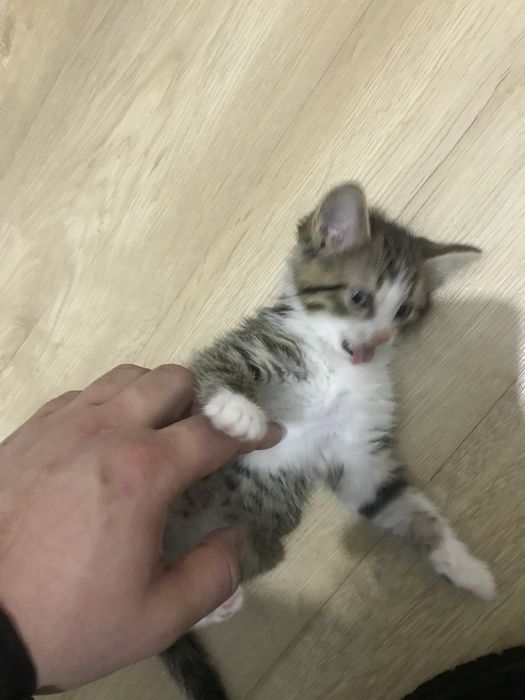 Котята 2 месяц.