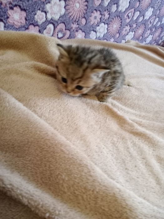 Британский котята