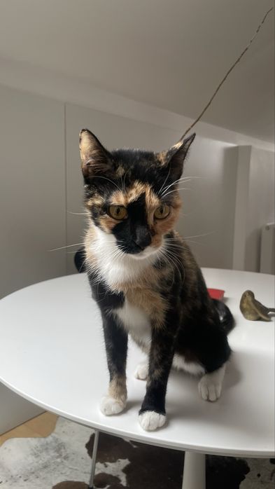 Ofer pisica iubitoare spre adoptie