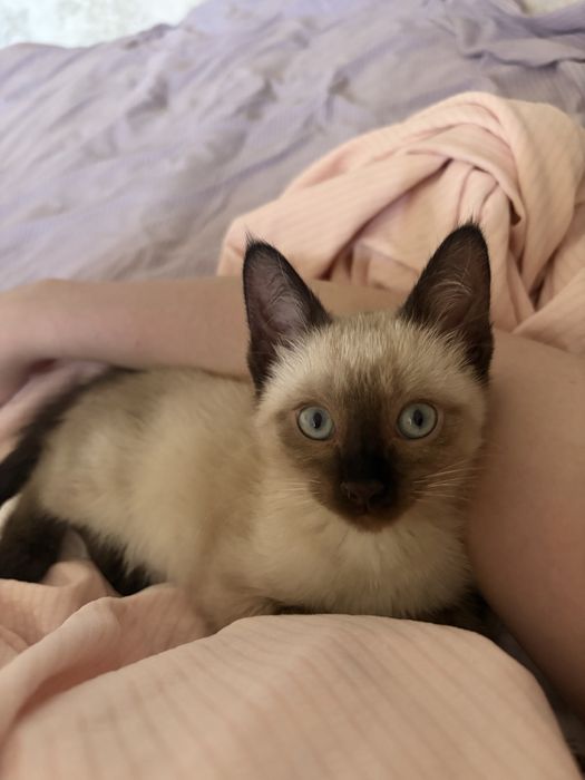 отдам в добрые руки котенка сиама