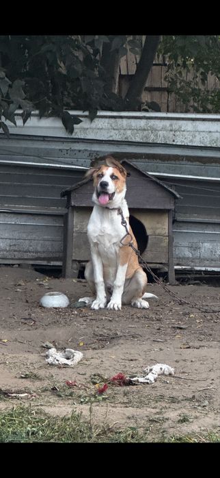 Подарявам куче(Алабай с Ретрийвър смеска)