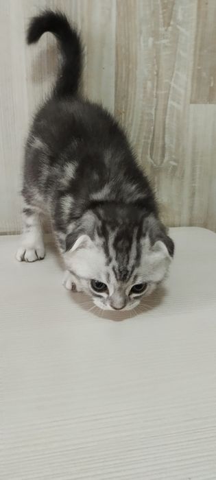 Котята шотландцы