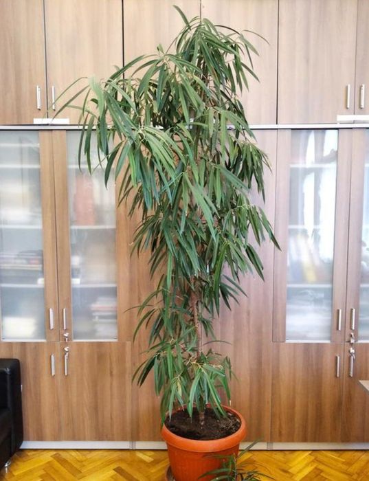 Продам  фикус Али