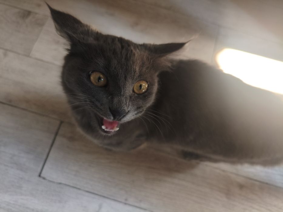 продаётся кот породистый