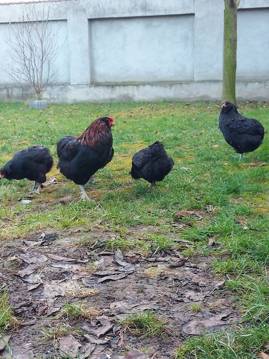 Ouă araucana pt. incubat