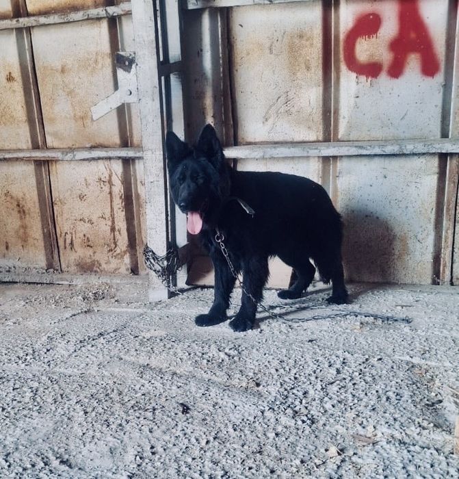 Восточно Еврапейская Овчарка