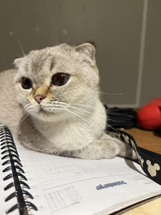 Кошка окраса поинт с голубыми глазами