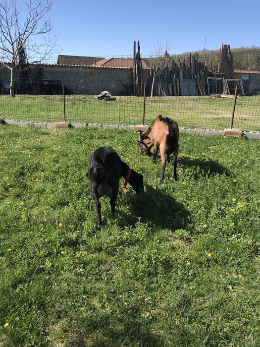 Se vinde tap Alpin Francez in varsta de 10 luni