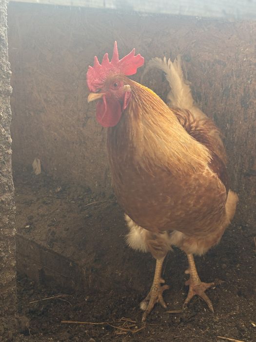 Петухи молодняк