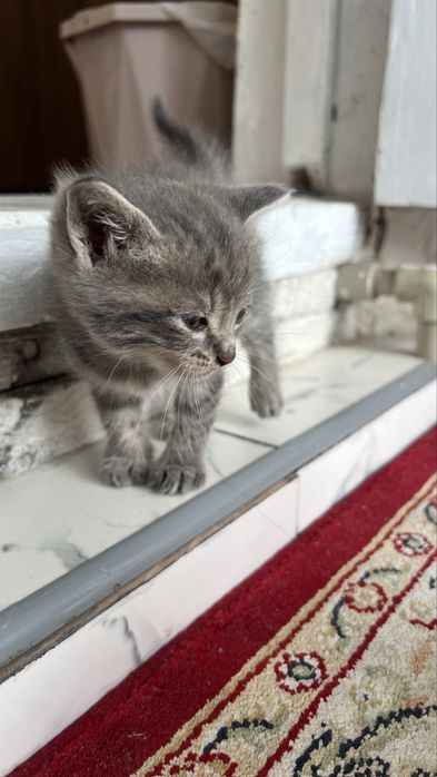 Одтам котят в добрые руки