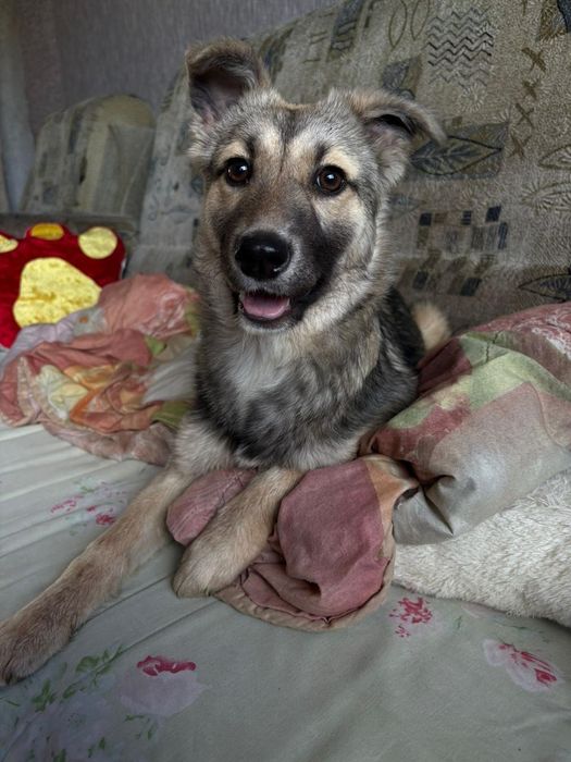 Щенок в поисках дома