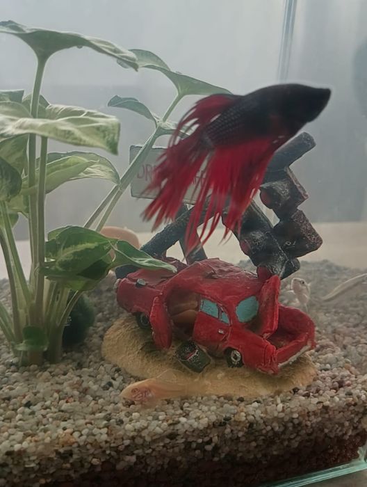 Disponibilii mascul betta crowntail+ bol