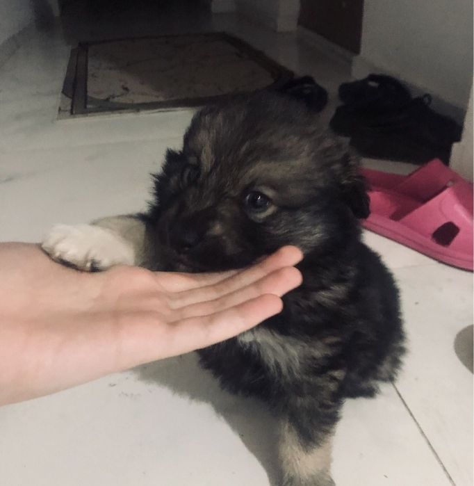 Отдам щенка хаски