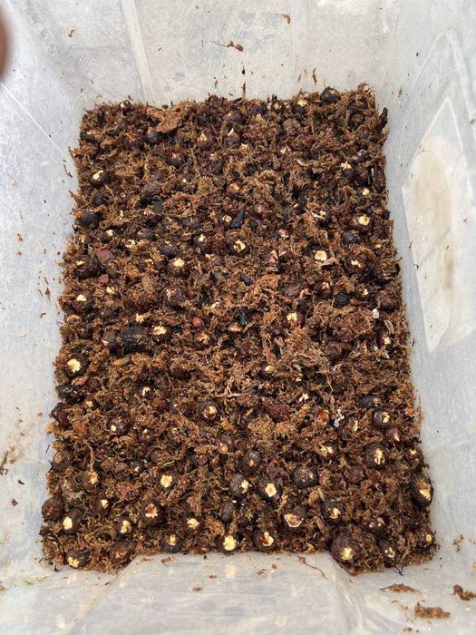 Продам луковицу алаказия вариегатный