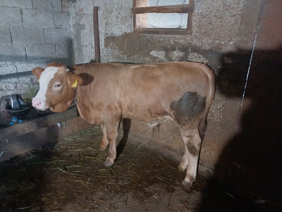 Vând vițel rasa simmental