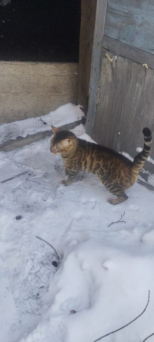 Продам бенгальского кота