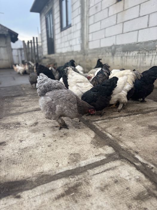 Găini Brahma și  Australorp