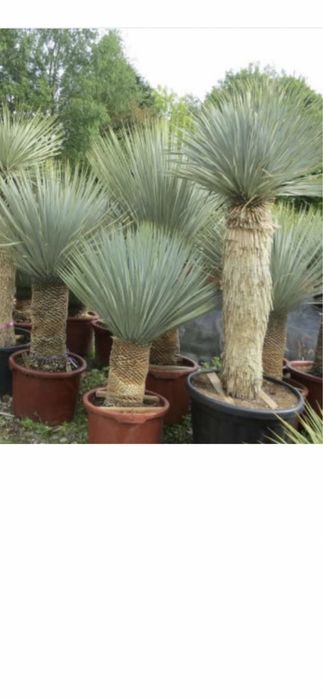 Palmieri calitate extra