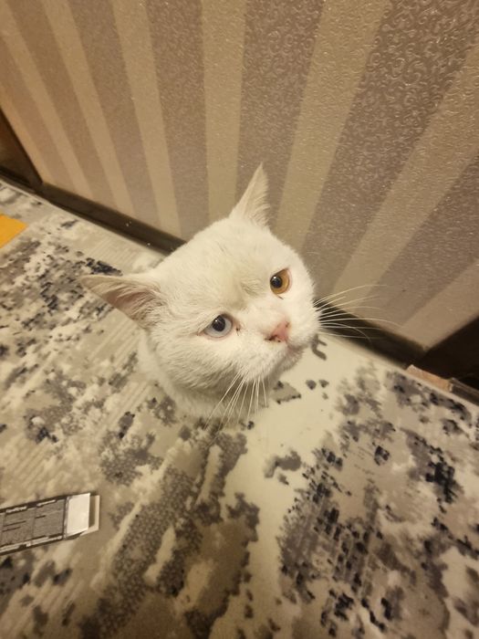 Бритиш+Ангора. ВЯЗКА