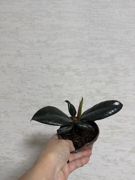 Продаются комнатные цветы