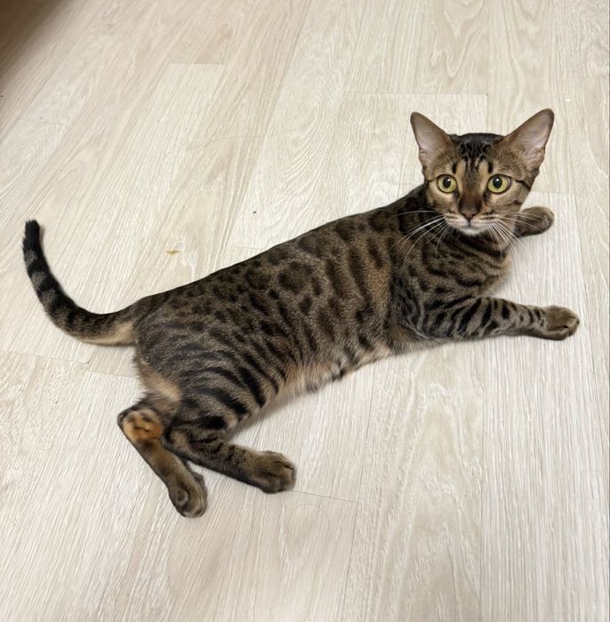 Родословная бенгальская кошка