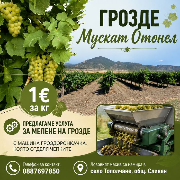 Продавам грозде Мускат Отонел