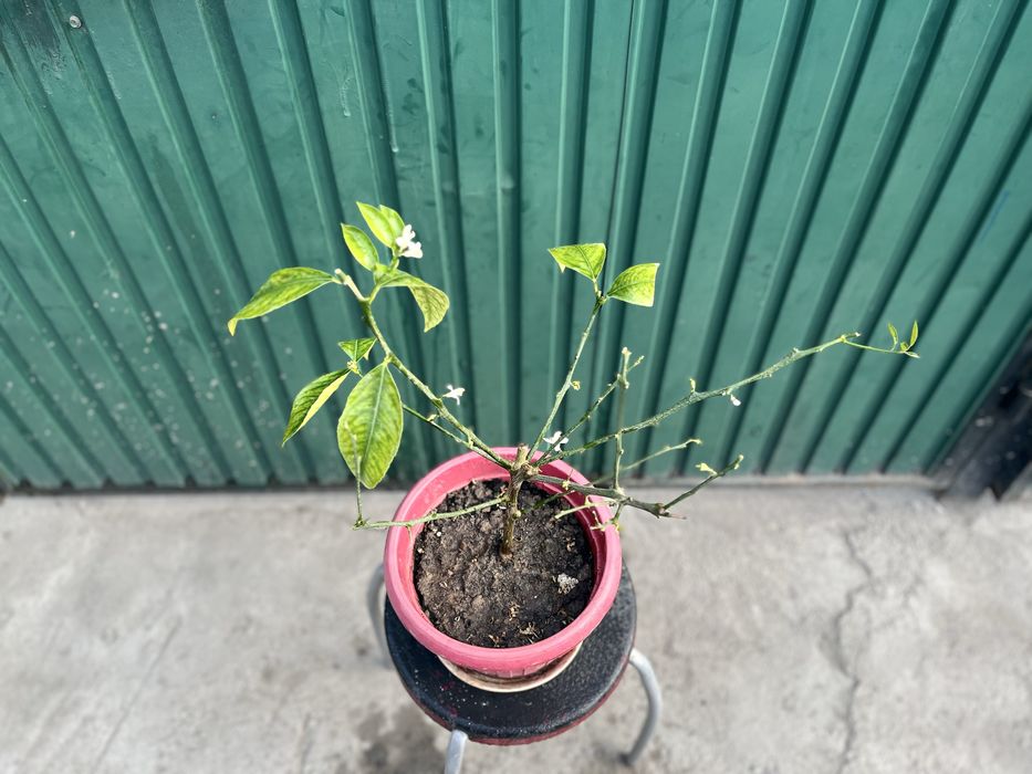 Лимонное дерево мейера