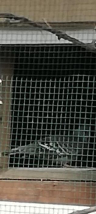 Turturele austreliene cu mot