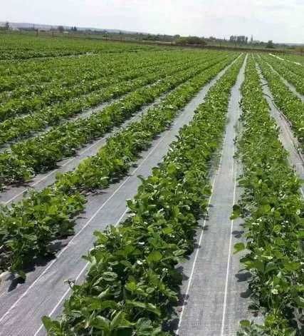 NOU!! agrotexil antiburuieni negru 4.15x25 m 100g/m garantie