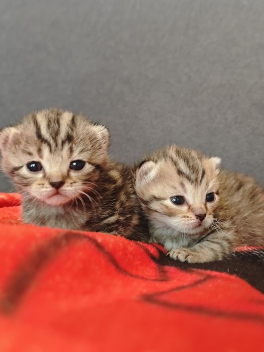 Бронь котят малышей