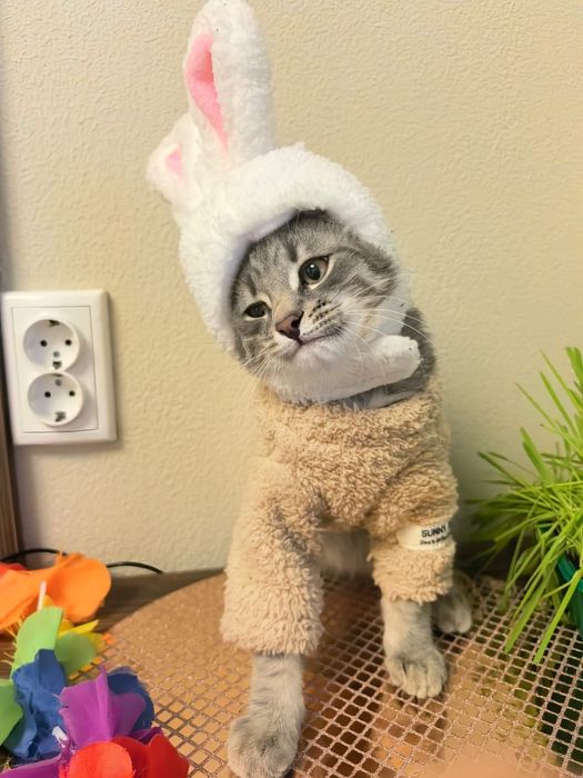 Котенок мальчик в добрые руки