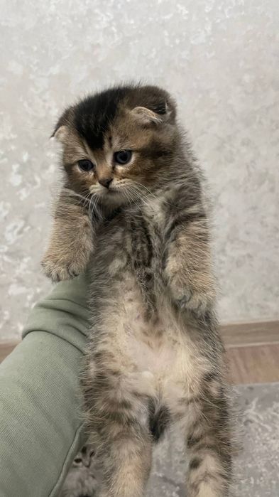 Mushuklar (кошка)