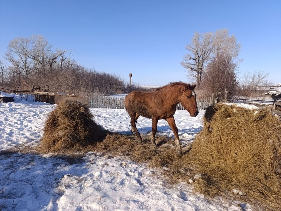 Продам кунан на племя