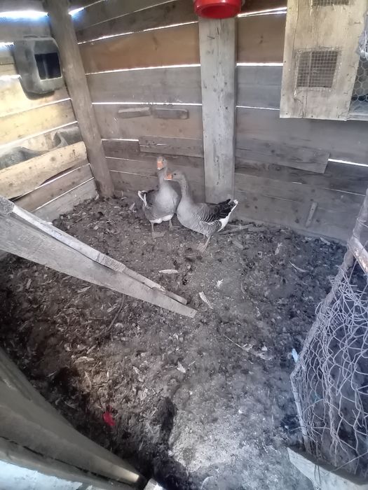 Vand gâște albe și negre