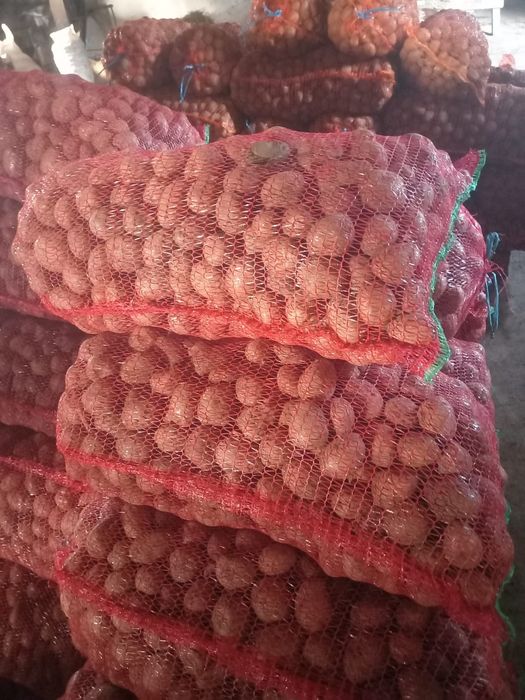 Cartofi de sămânță