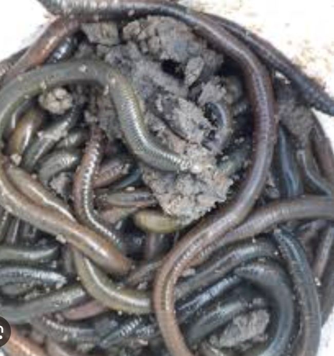 Vând rame negre șerpești