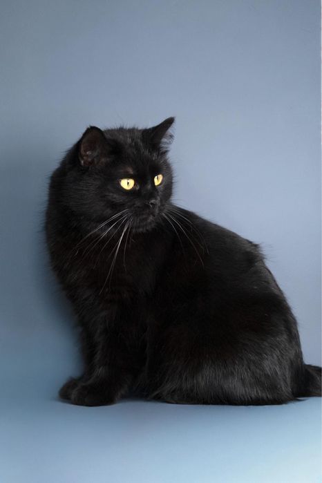 Кот Зевс в поиске дома