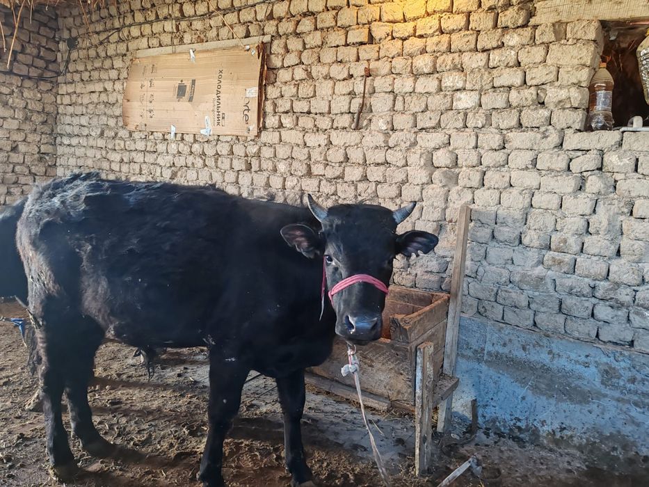 Егіздер сатыладыы