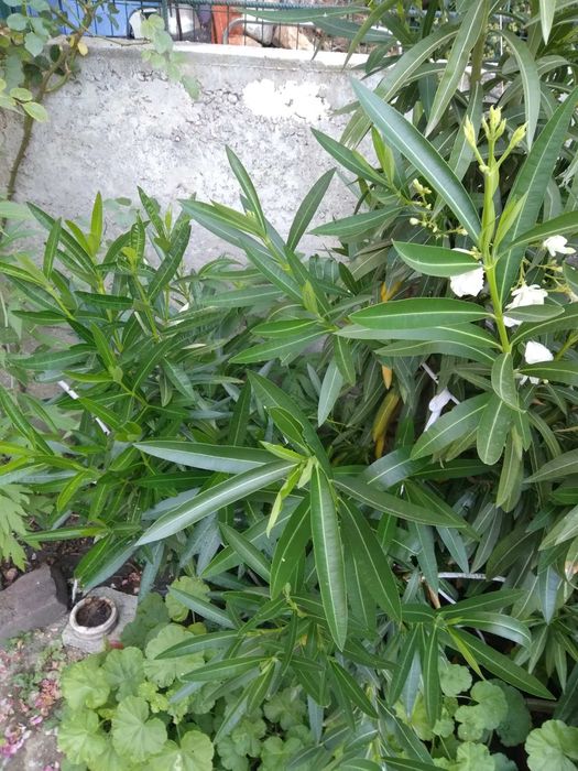 Цвете зокум в пет цвята