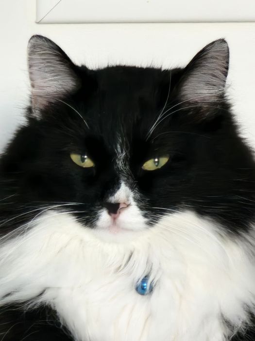 Кот в хорошие и добрые руки