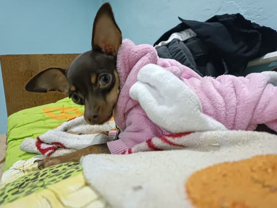 вязка  той терьера