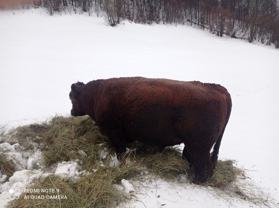 Vând taur Angus de doi ani