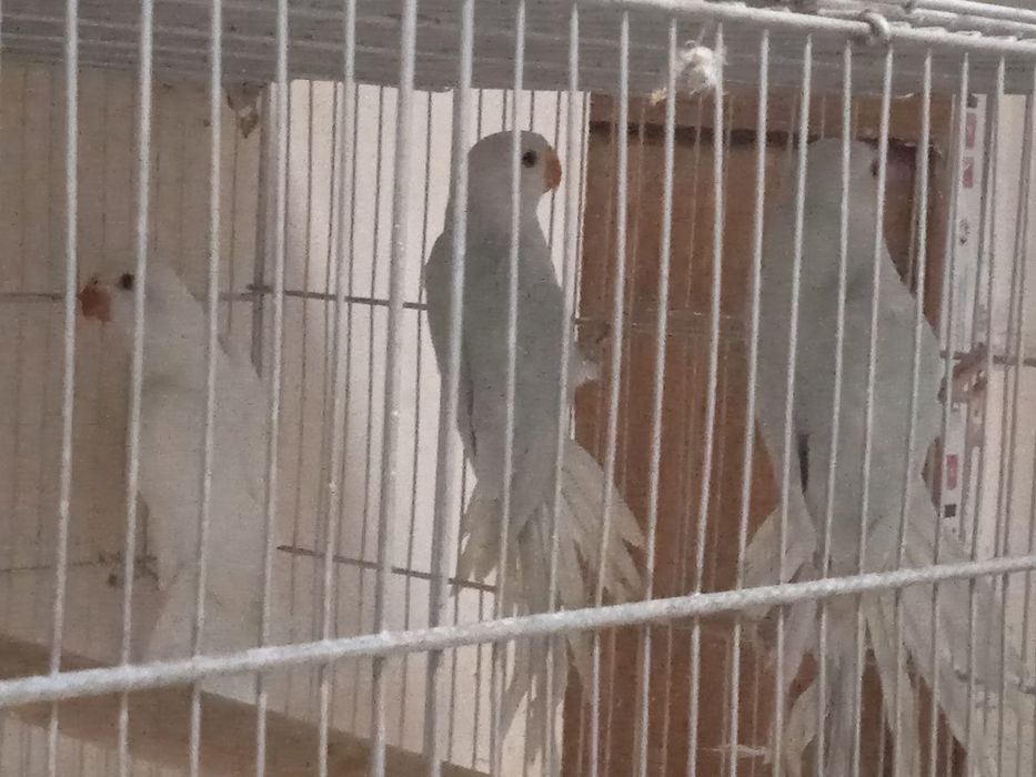 Молодые птенцы ожереловых попугаев