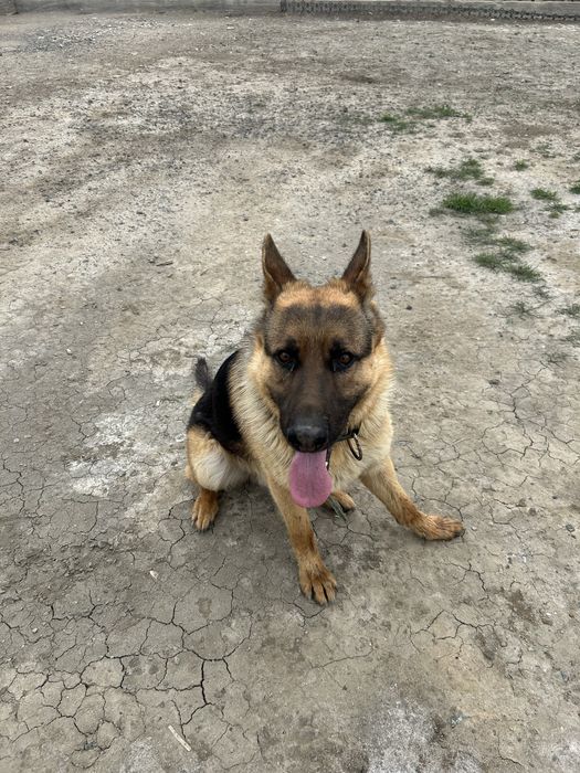 Немецкая овчарка