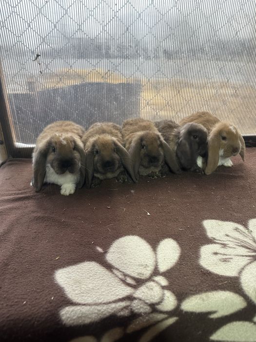 Iepuri berbec german