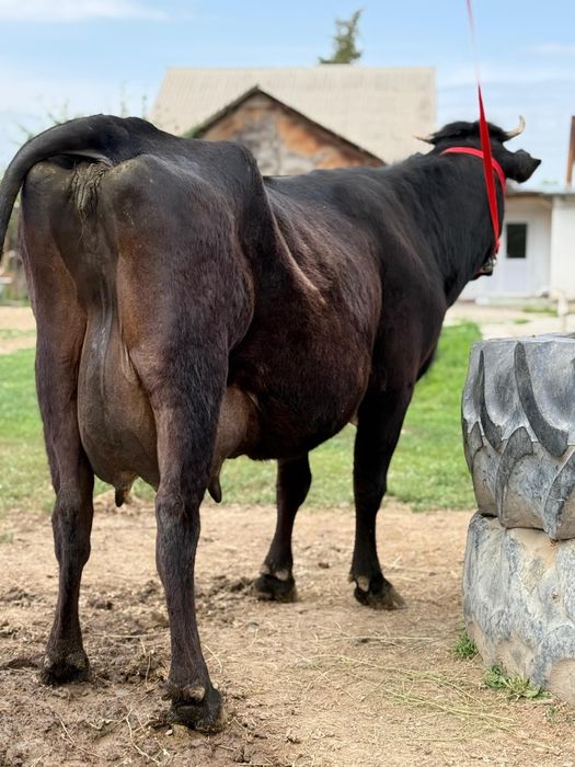 Сүтті ірі денелі бұзаулы сиыр