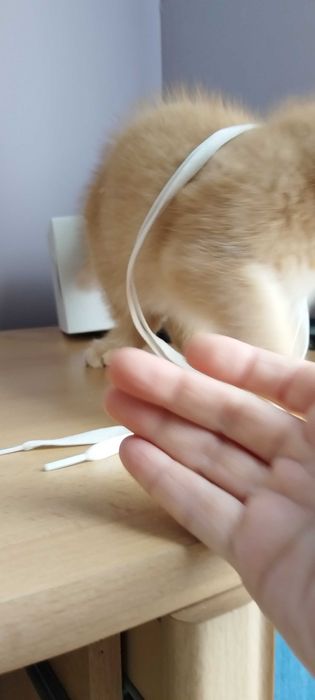 Златни чинчили шотландско клепоухо котенце