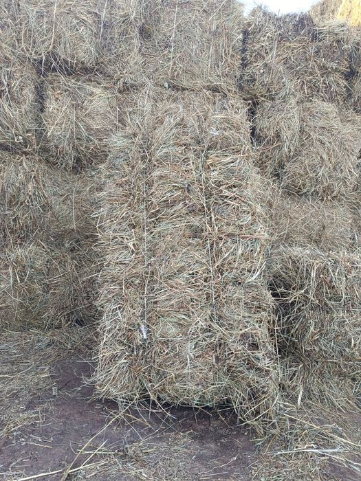 продам сено рулоны, квадратные тюки