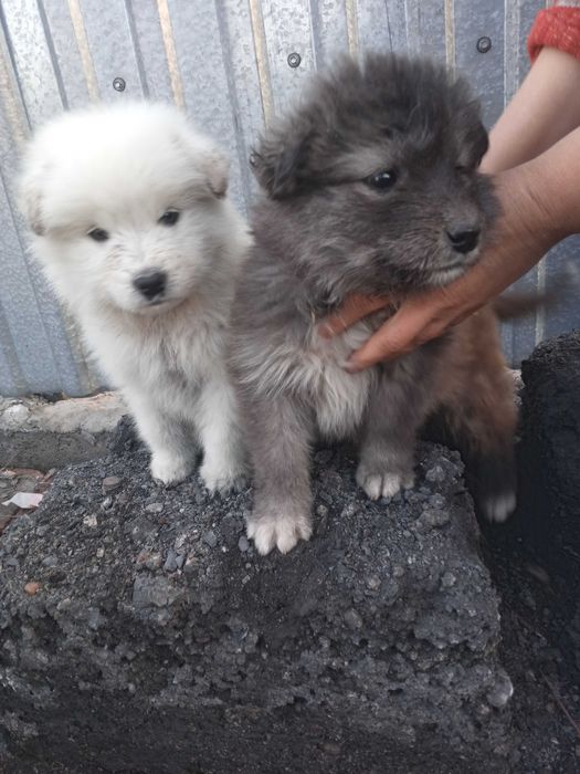 Уникальные щенки