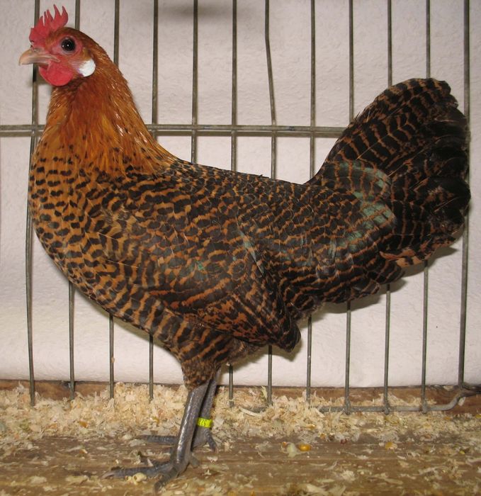 Брама , сибирайт ва брекел тувук тухумлари